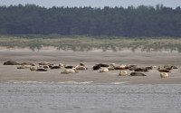 Pointe du Hourdel